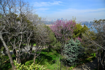 A view from Fethi Pasha Grove in Uskudar, Istanbul, Turkey