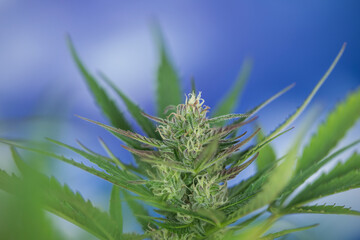 Cannabis leaf and marijuana plant. medical marijuana cannabis
