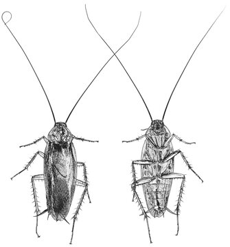 cafards sur fond blanc 