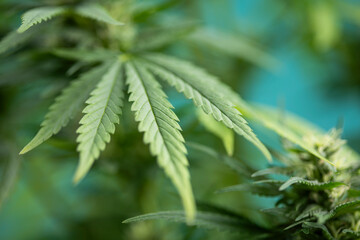 Cannabis leaf and marijuana plant. medical marijuana cannabis