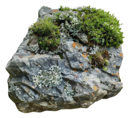 Overgrown lichen and plants on a grey rock, cut out - stock png.