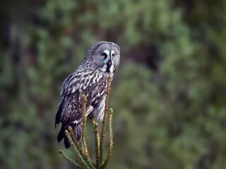 Great grey owl (Strix nebulosa)