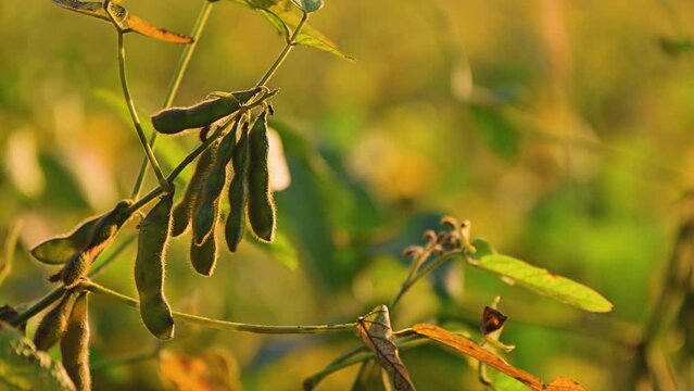 Ripening harvest ready soybean (Glycine max) crop plantation in summer sunset