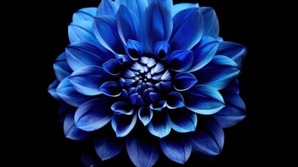 A blue flower with water droplets on it