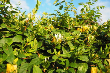 Lonicera japonica, Japanese honeysuckle and golden-and-silver honeysuckle, is a species of...