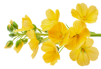 Close-up of yellow rapeseed flowers in bloom, cut out - stock png.