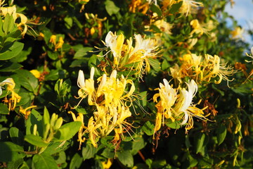 Lonicera japonica, Japanese honeysuckle and golden-and-silver honeysuckle, is a species of...