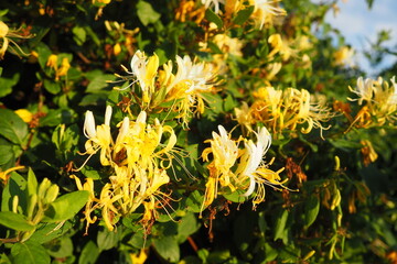 Lonicera japonica, Japanese honeysuckle and golden-and-silver honeysuckle, is a species of...