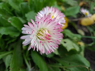 Delicate Pink Daisy in Full Bloom
