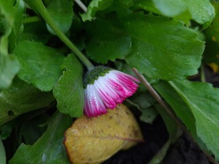 Delicate Pink Daisy in Full Bloom
