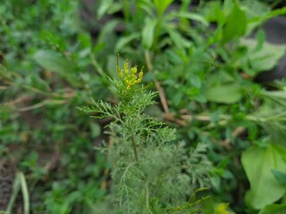 Vibrant Green Leaves in Garden