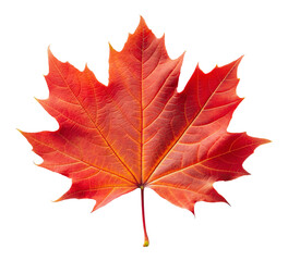 Obraz premium Single red maple leaf, cut out - stock png.
