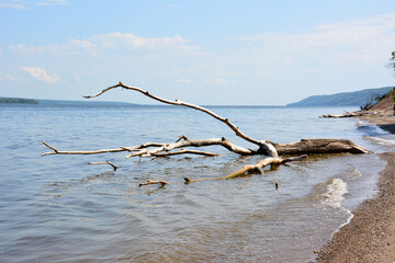 a tree branch is on the beach and the water is calm