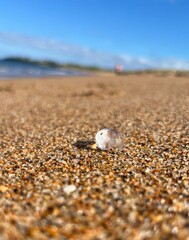Baby jellyfish on sand