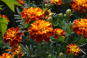 Vibrant Orange Marigolds in Full Bloom
