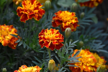 Vibrant Orange Marigolds in Full Bloom
