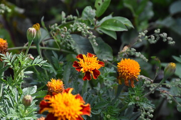 Vibrant Orange Marigolds in Full Bloom
