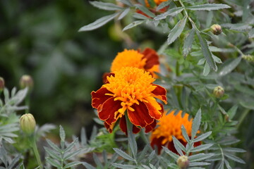 Vibrant Orange Marigolds in Full Bloom

