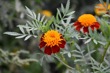 Vibrant Orange Marigolds in Full Bloom
