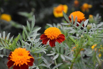 Vibrant Orange Marigolds in Full Bloom
