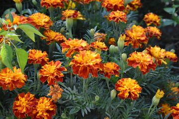 Vibrant Orange Marigolds in Full Bloom
