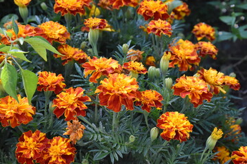 Vibrant Orange Marigolds in Full Bloom
