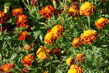 Vibrant Orange Marigolds in Full Bloom

