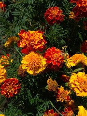 Vibrant Orange Marigolds in Full Bloom

