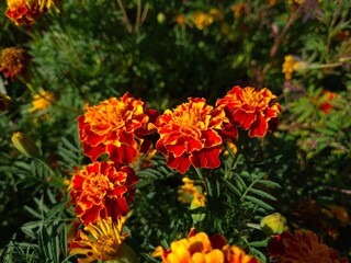 Vibrant Orange Marigolds in Full Bloom
