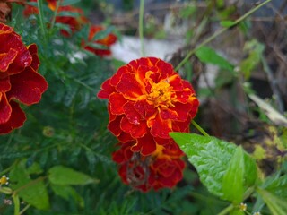 Vibrant Orange Marigolds in Full Bloom
