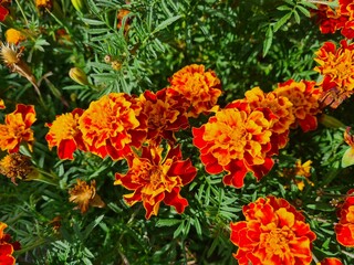 Vibrant Orange Marigolds in Full Bloom
