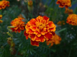 Vibrant Orange Marigolds in Full Bloom
