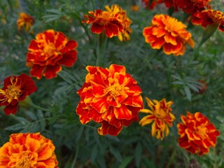 Vibrant Orange Marigolds in Full Bloom
