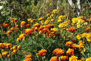 Vibrant Orange Marigolds in Full Bloom
