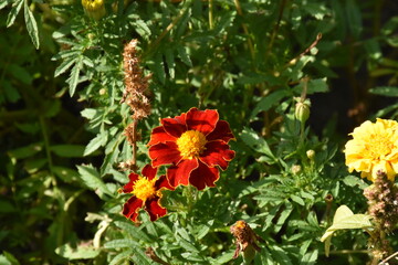 Vibrant Orange Marigolds in Full Bloom
