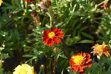 Vibrant Orange Marigolds in Full Bloom
