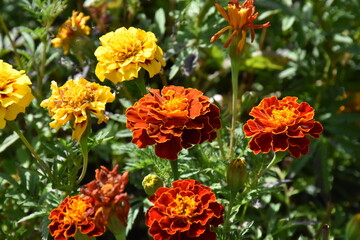 Vibrant Orange Marigolds in Full Bloom
