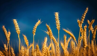 Fototapeta premium Golden Field of Tall Wheat Against a Clear Blue Sky