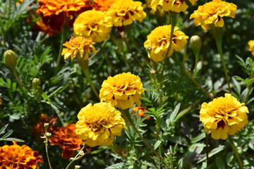 Vibrant Orange Marigolds in Full Bloom
