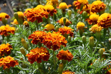 Vibrant Orange Marigolds in Full Bloom
