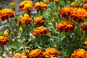 Vibrant Orange Marigolds in Full Bloom
