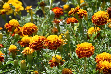 Vibrant Orange Marigolds in Full Bloom
