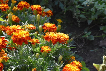 Vibrant Orange Marigolds in Full Bloom
