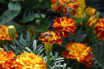 Vibrant Orange Marigolds in Full Bloom
