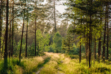 Sunlit forest road in June in summer evening light in Latvia