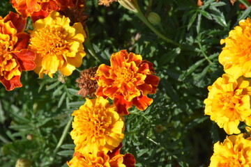 Vibrant Orange Marigolds in Full Bloom
