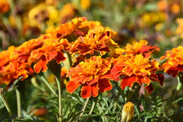 Vibrant Orange Marigolds in Full Bloom
