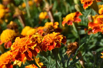 Vibrant Orange Marigolds in Full Bloom
