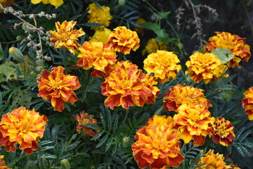Vibrant Orange Marigolds in Full Bloom
