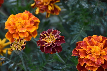 Vibrant Orange Marigolds in Full Bloom

